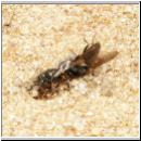 Oxybelus bipunctatus - Fliegenspiesswespe w03 5mm mit Fliege - Sandgrube Niedringhaussee.jpg